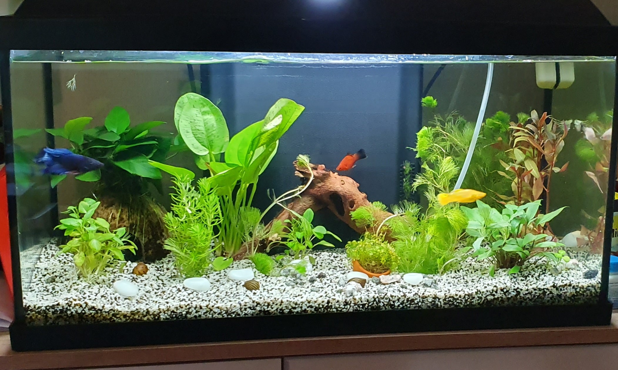 Filtre avec ou sans charbon actif?, sur le forum de discussions FishFish  Aquarium et Aquariophilie