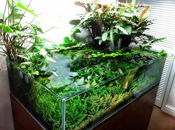 Quel substrat choisir pour les plantes de son aquarium ? - Jardiland