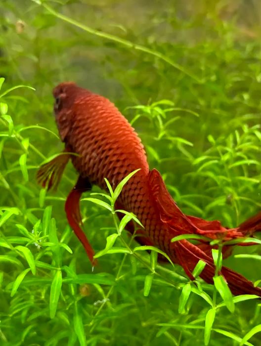 Cet aquarium est MOCHE mais tellement EFFICACE! 