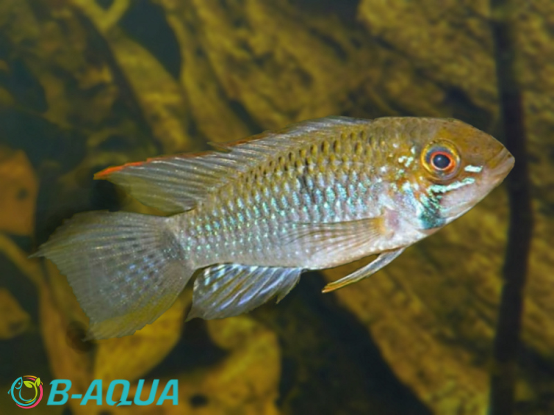 Apisto steindachneri