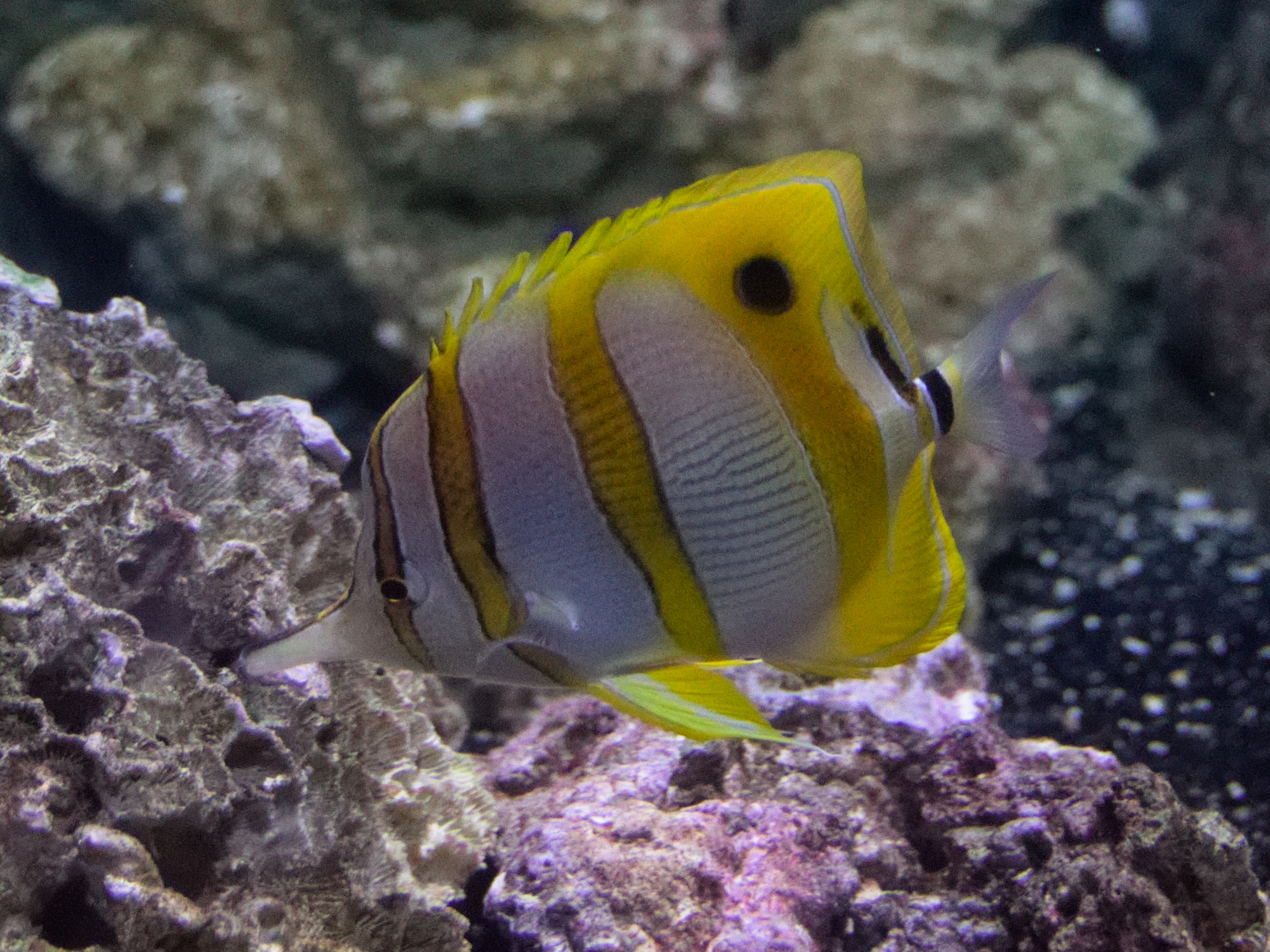 Chelmon rostratus