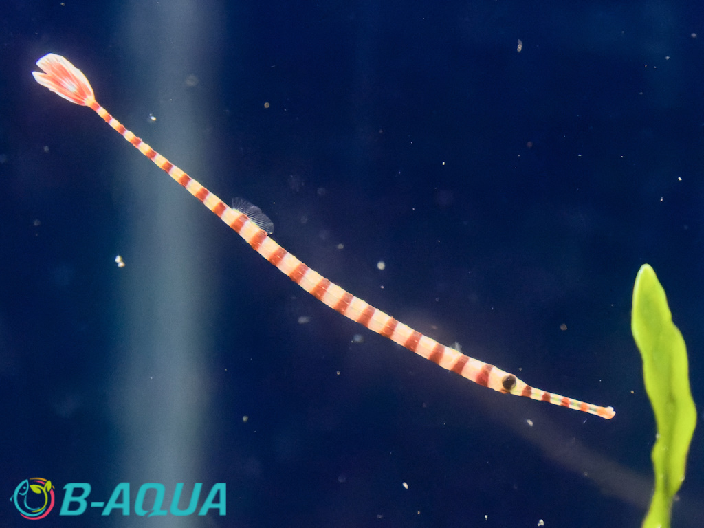 Dunckerocampus dactyliophorus