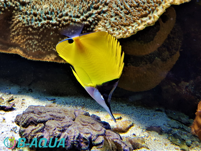 Forcipiger flavissimus