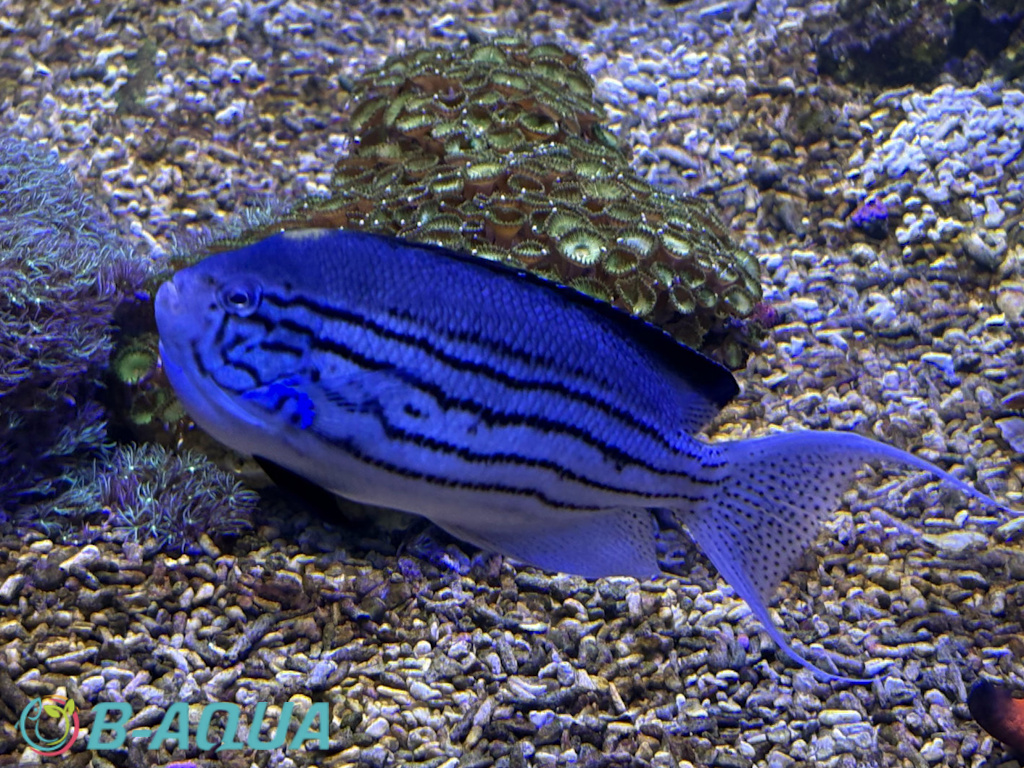 Genicanthus lamarck