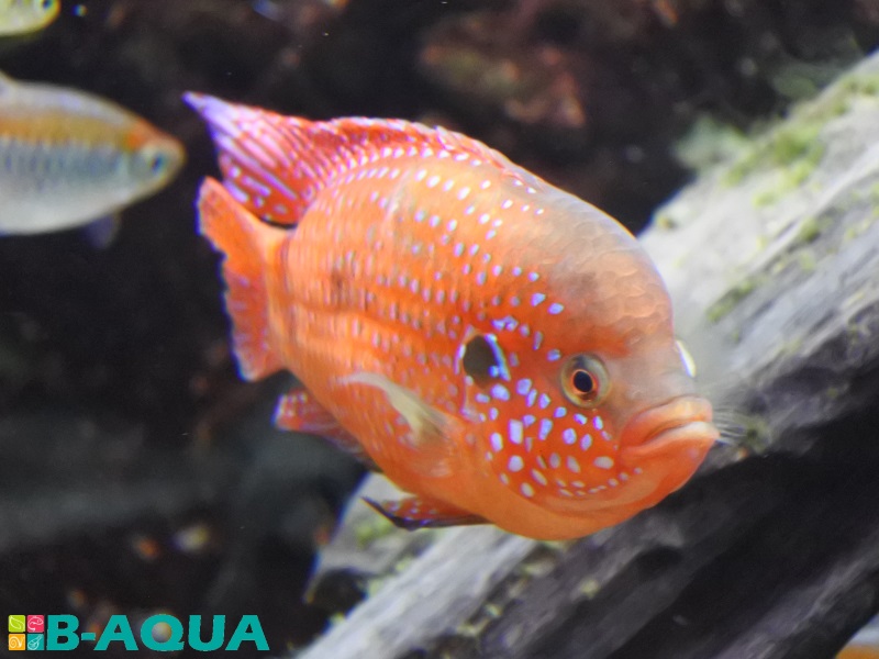 Hemichromis lifalili