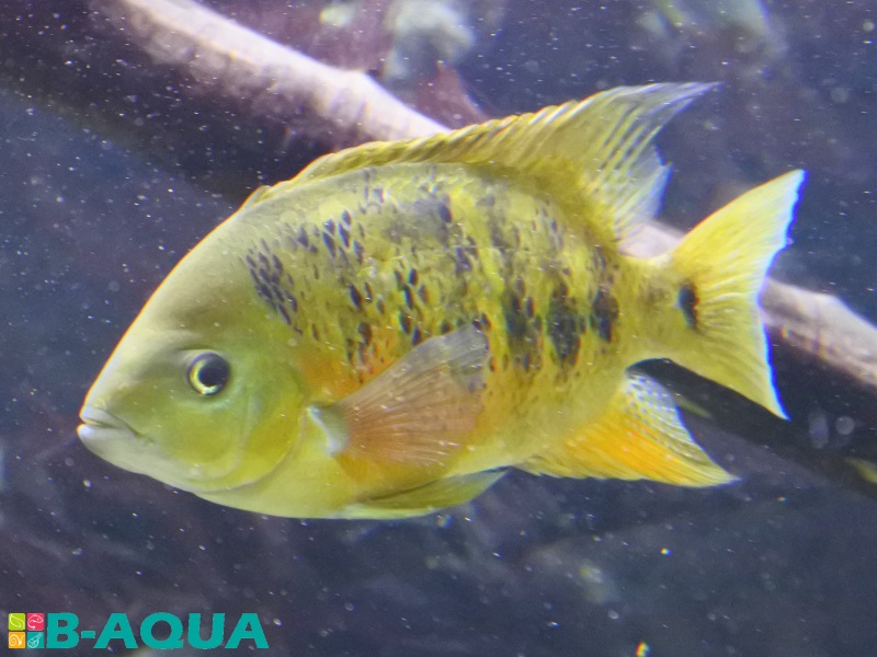 Cincelichthys bocourti