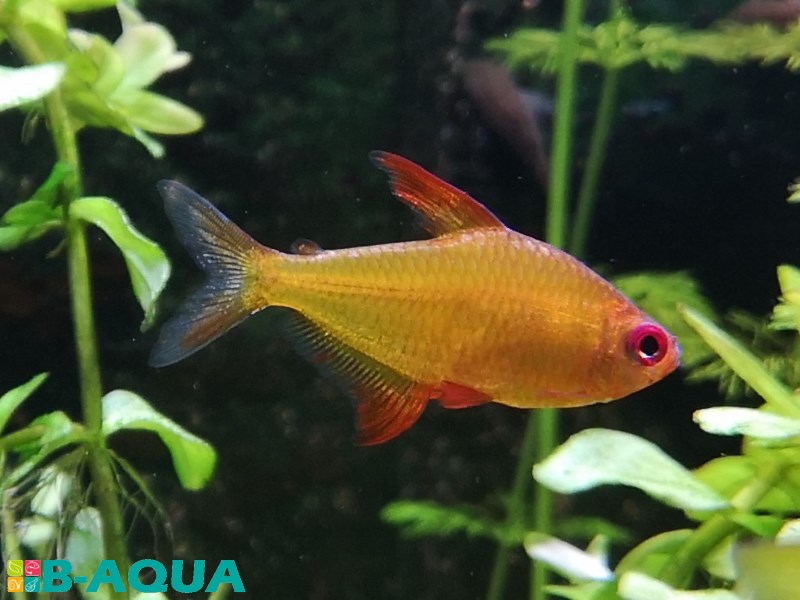 Hyphessobrycon pulchripinnis