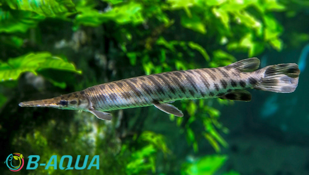Lepisosteus oculatus