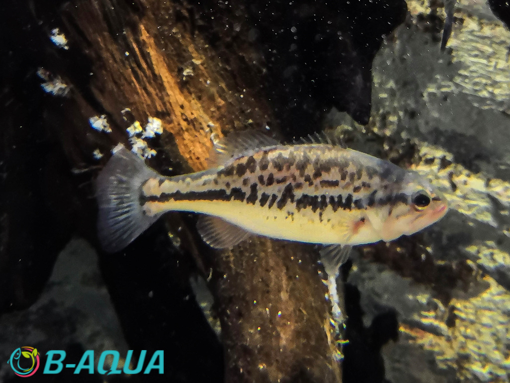 Micropterus salmoides