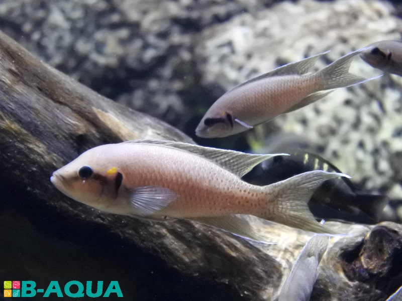 Neolamprologus brichardi