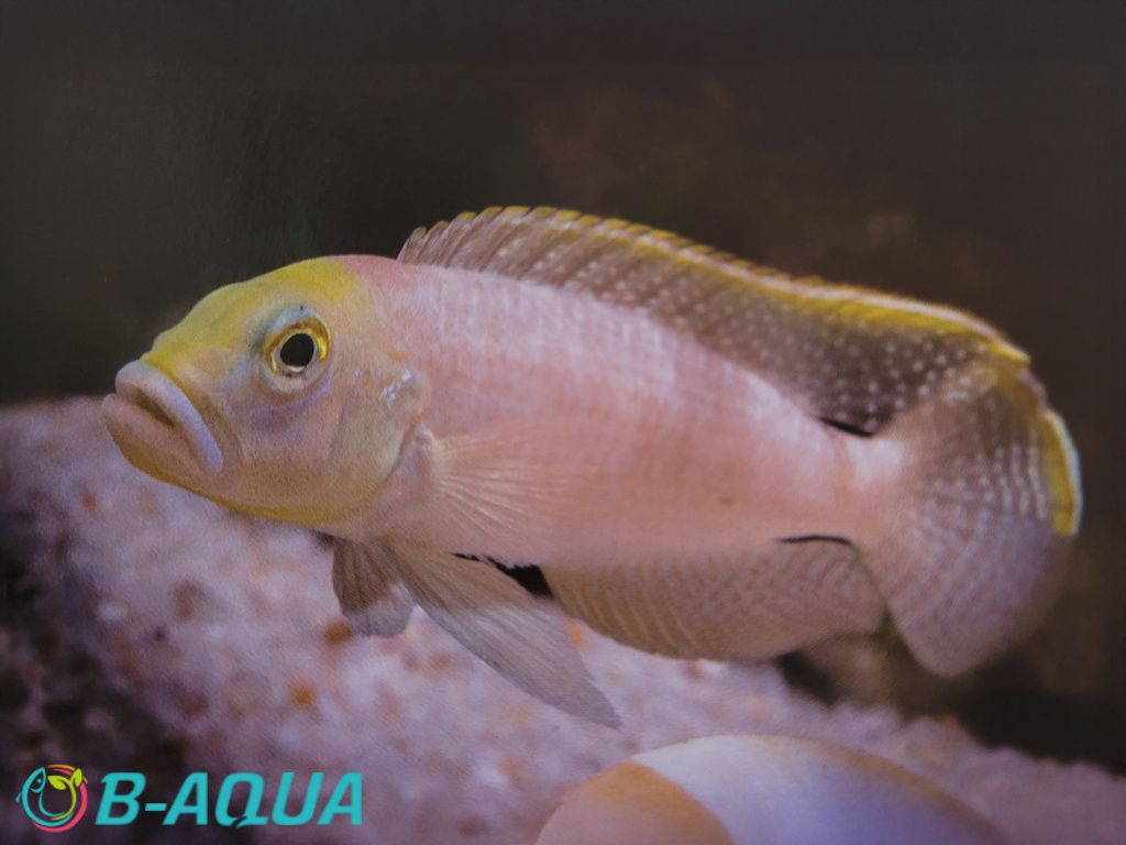 Lamprologus callipterus