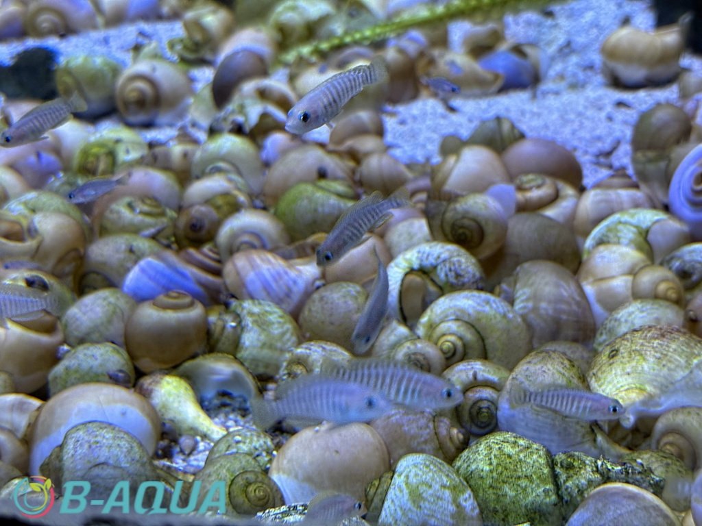 Neolamprologus multifasciatus