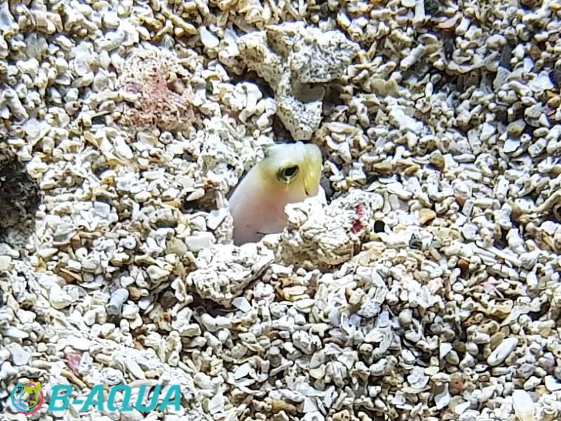 Opistognathus aurifrons