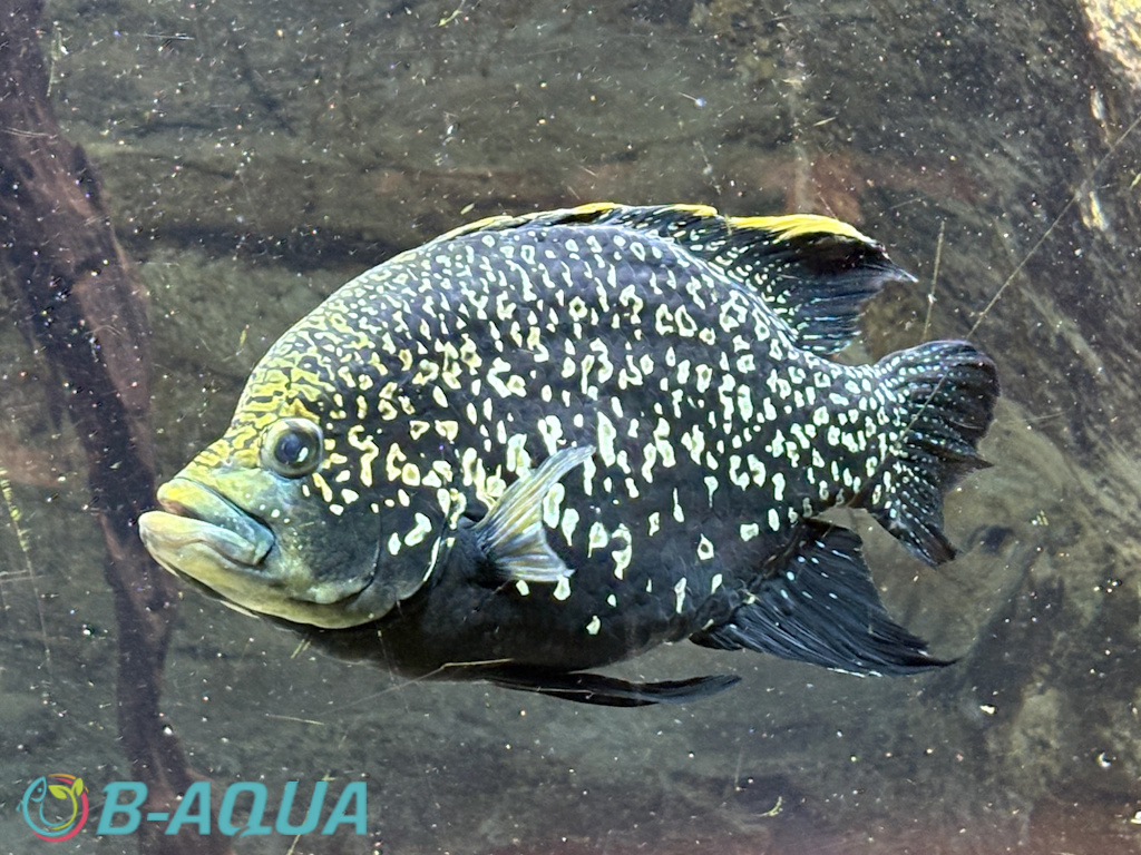 Paratilapia polleni