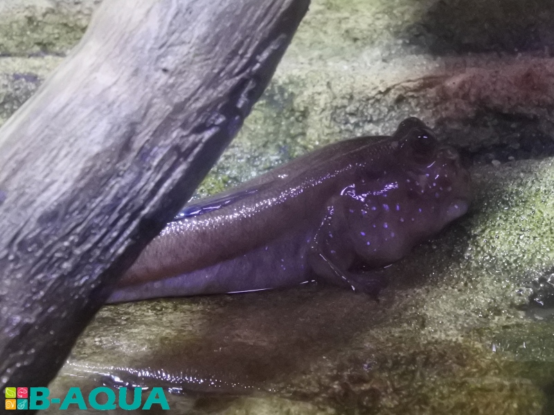 Periophthalmus barbarus