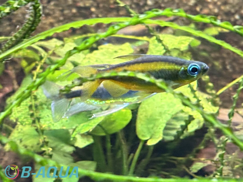 Phenacogrammus aurantiacus