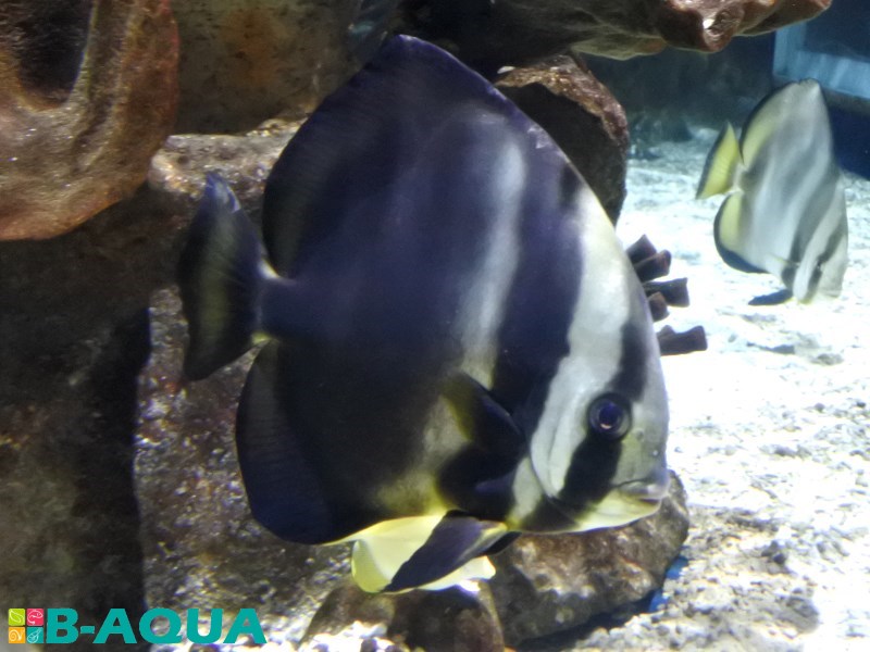 Platax orbicularis