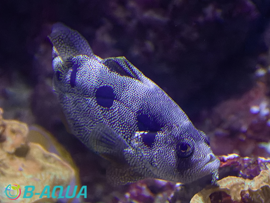 Pogonoperca punctata