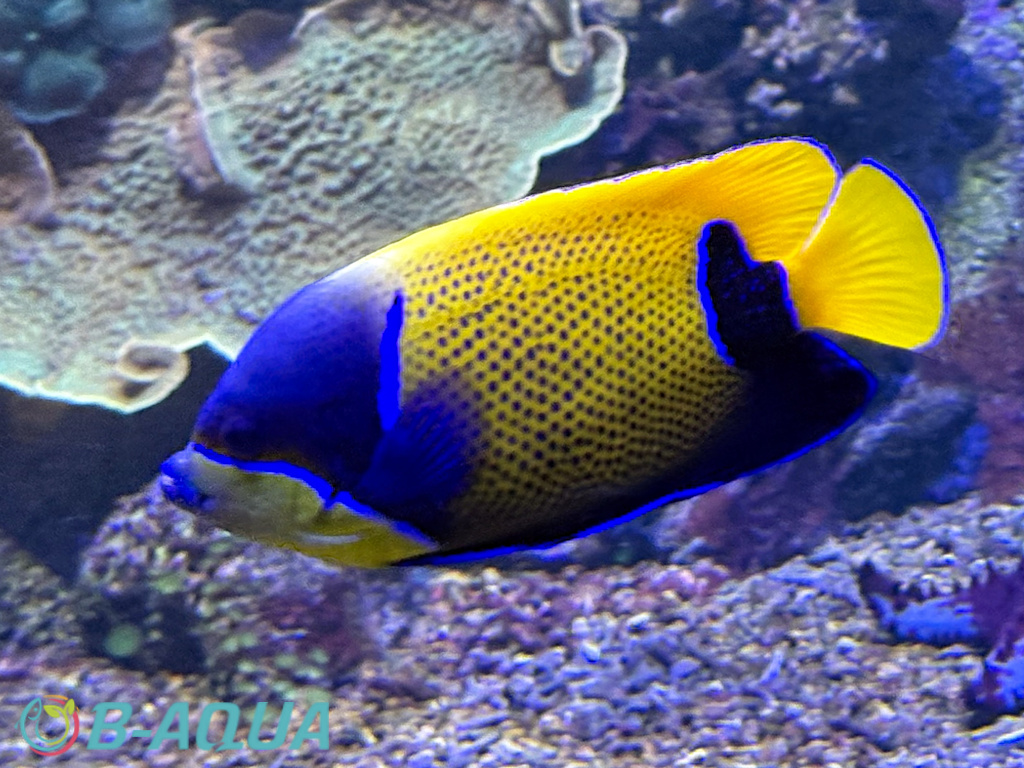 Pomacanthus navarchus