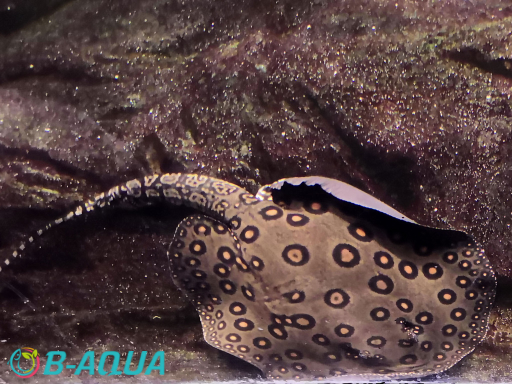 Potamotrygon motoro