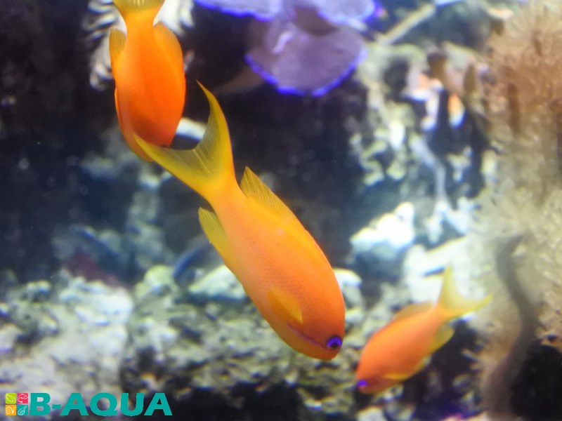 Pseudanthias squamipinnis