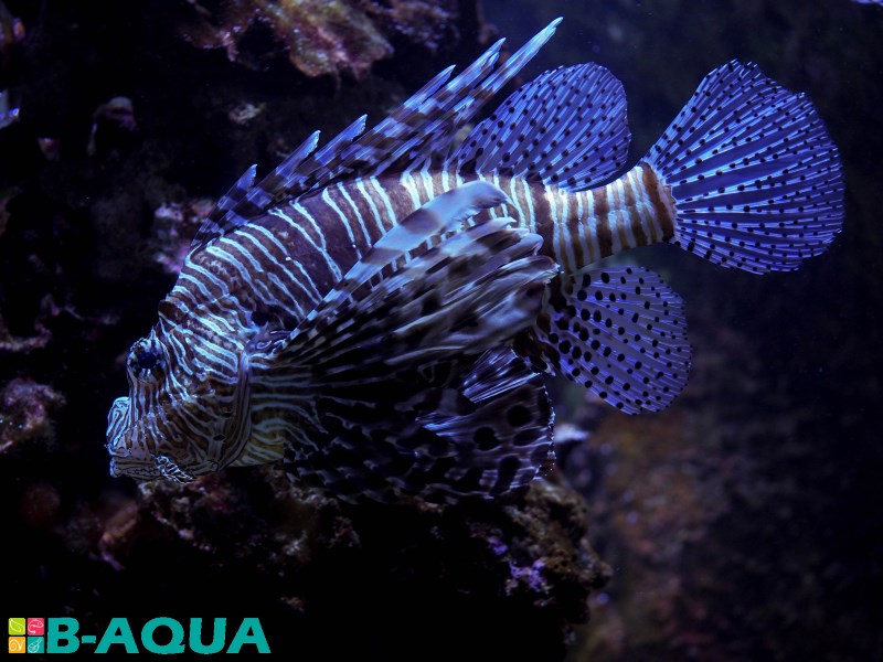 Pterois volitans