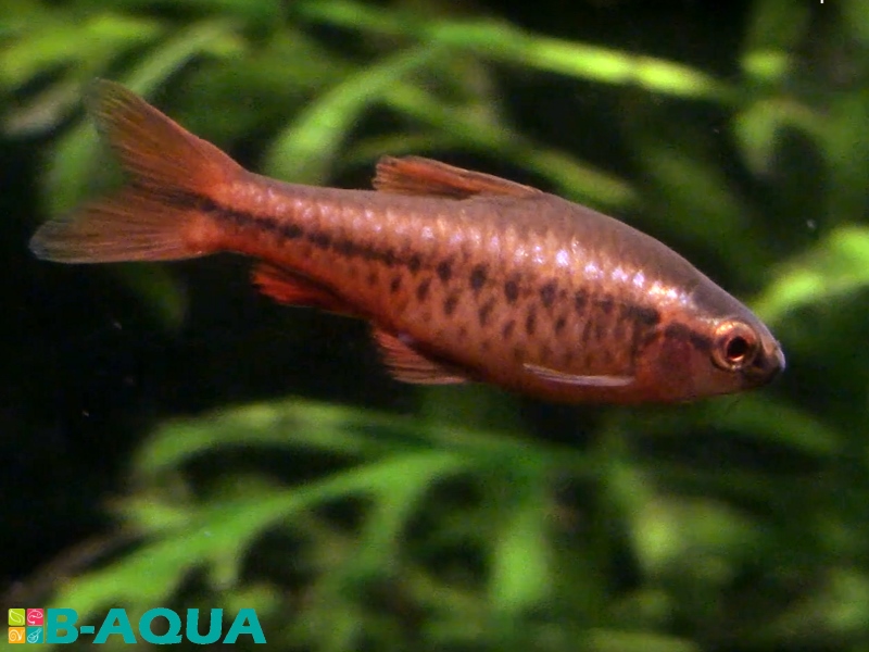 Puntius titteya