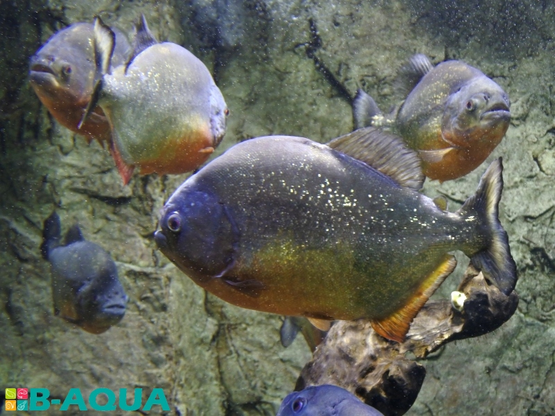 Pygocentrus nattereri