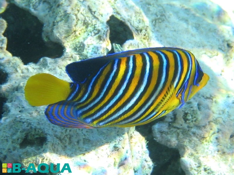 Pygoplites diacanthus