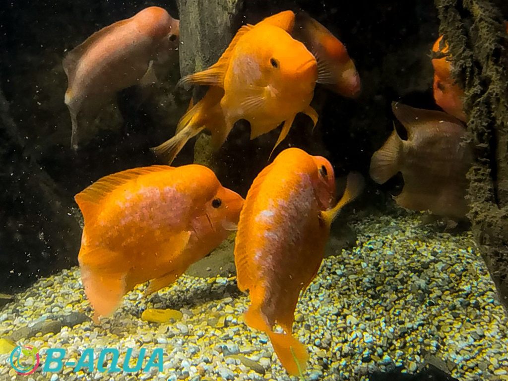 Amphilophus citrinellus