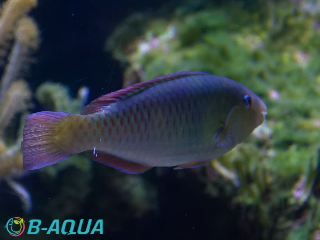 Scarus quoyi