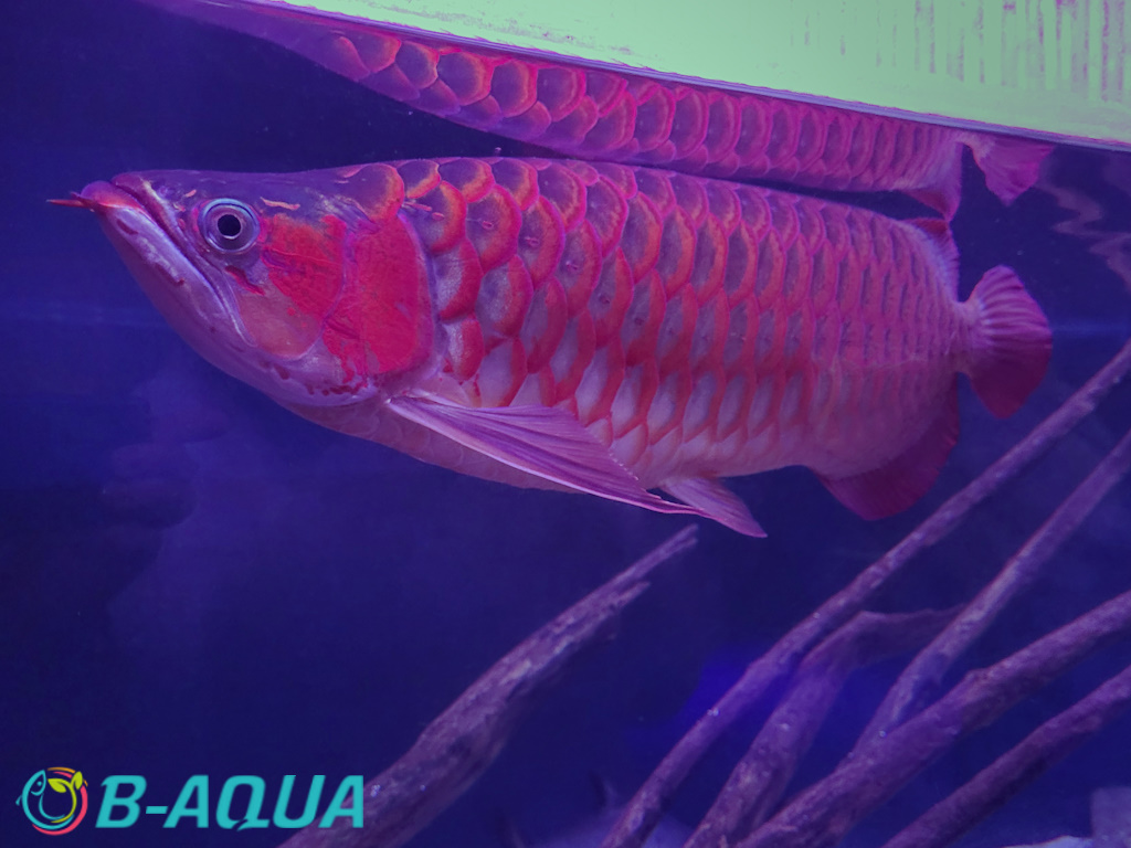 Scleropages formosus