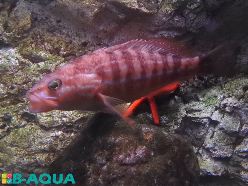 Serranus Cabrilla