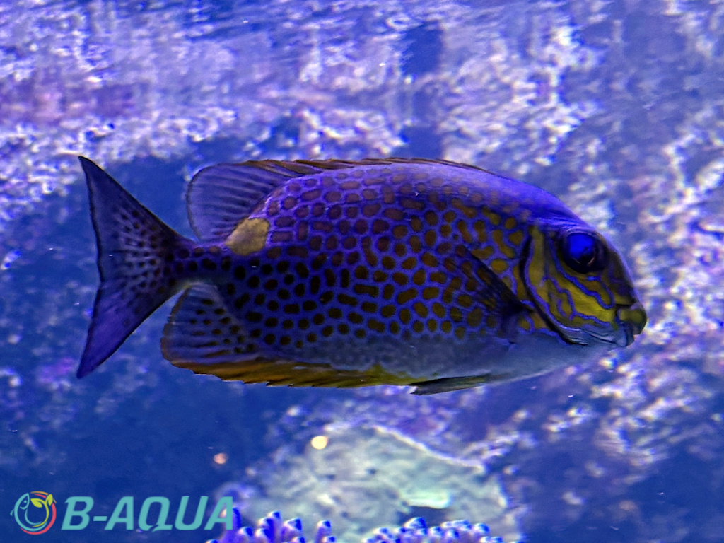 Siganus guttatus