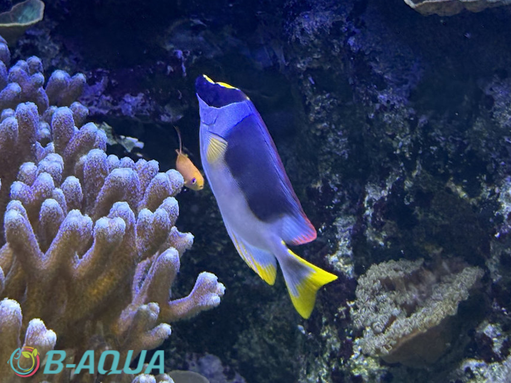 Siganus magnificus