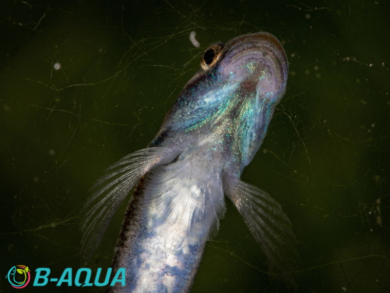 Stiphodon semoni