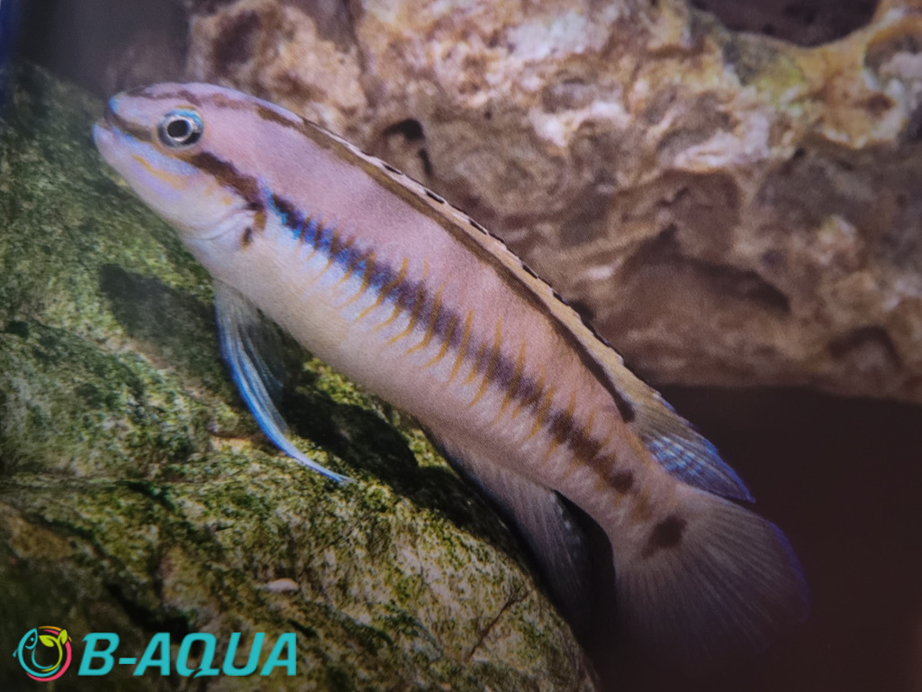 Telmatochromis vittatus