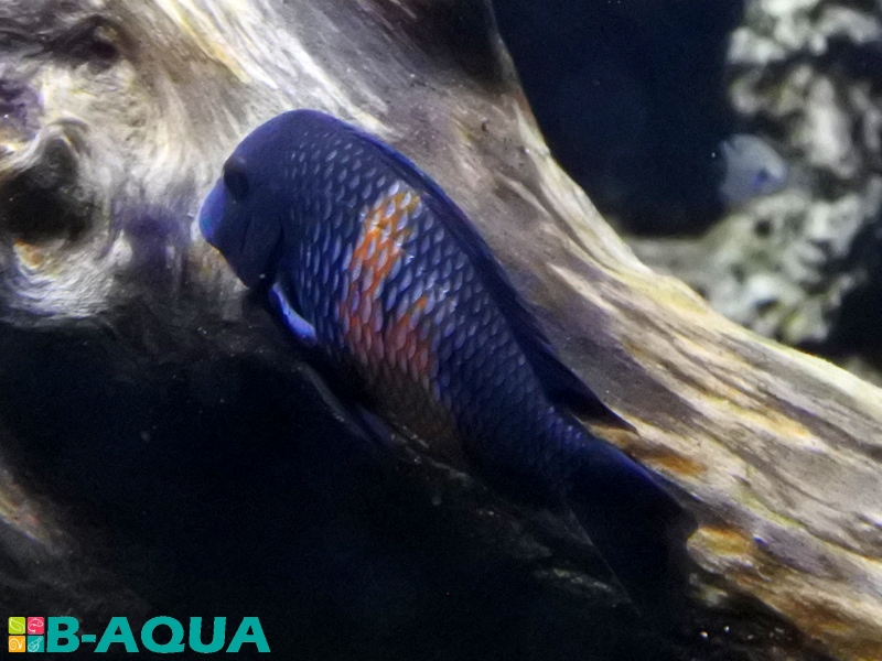 Tropheus moorii