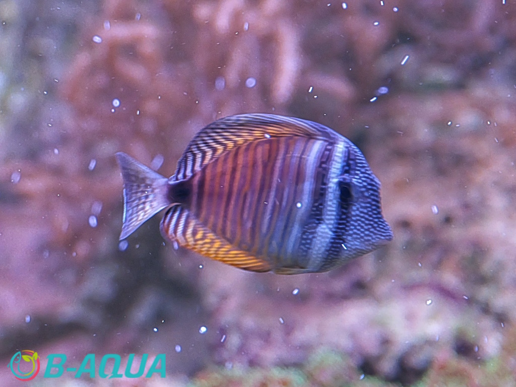 Zebrasoma desjardinii