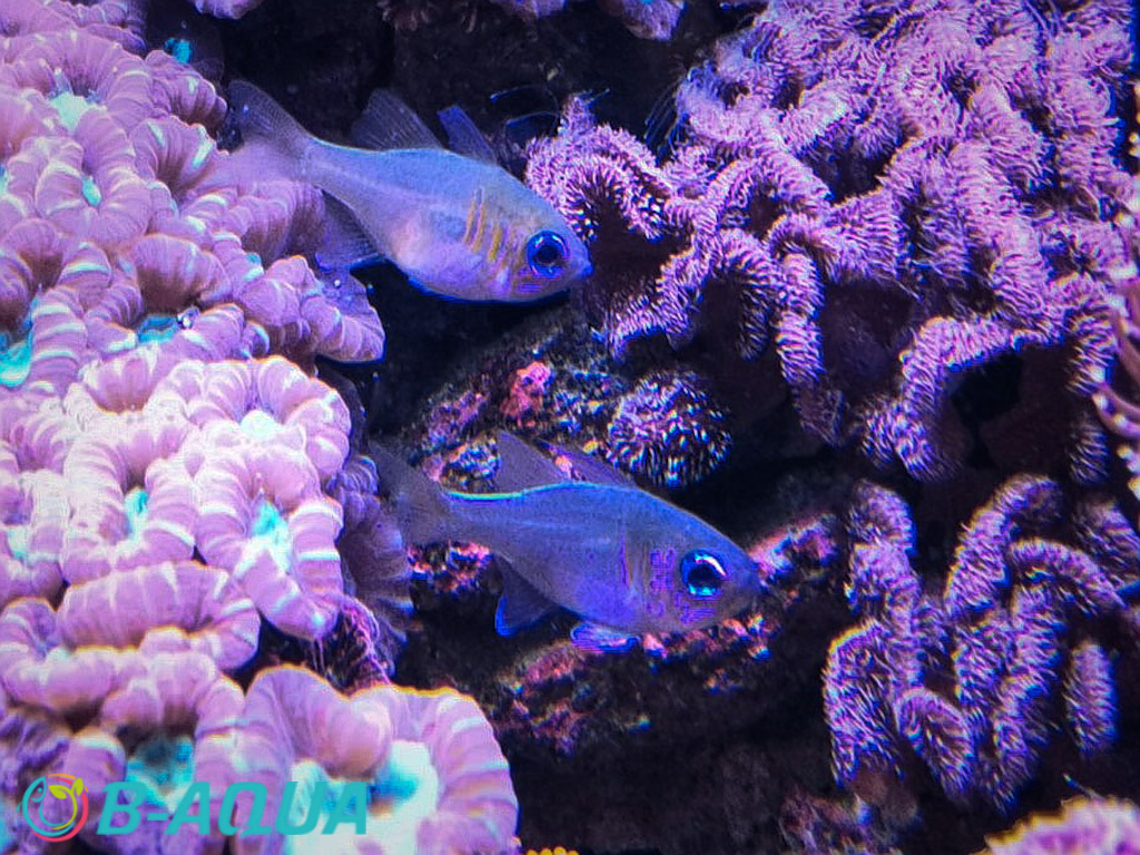 Zoramia leptacantha