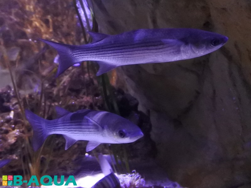 Chelon labrosus