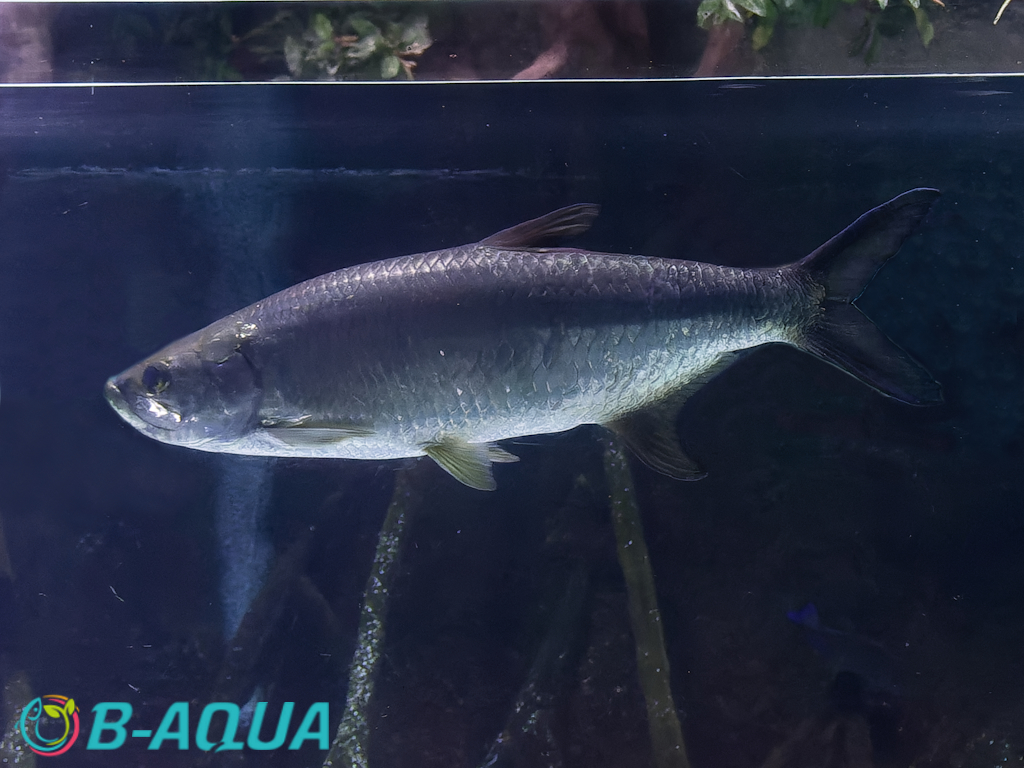 Megalops atlanticus