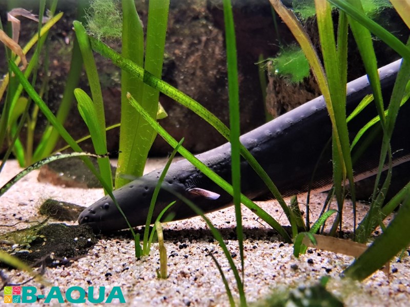 Electrophorus electricus