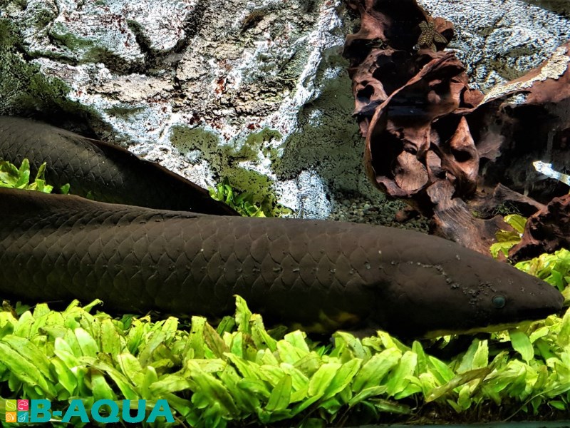 Neoceratodus forsteri