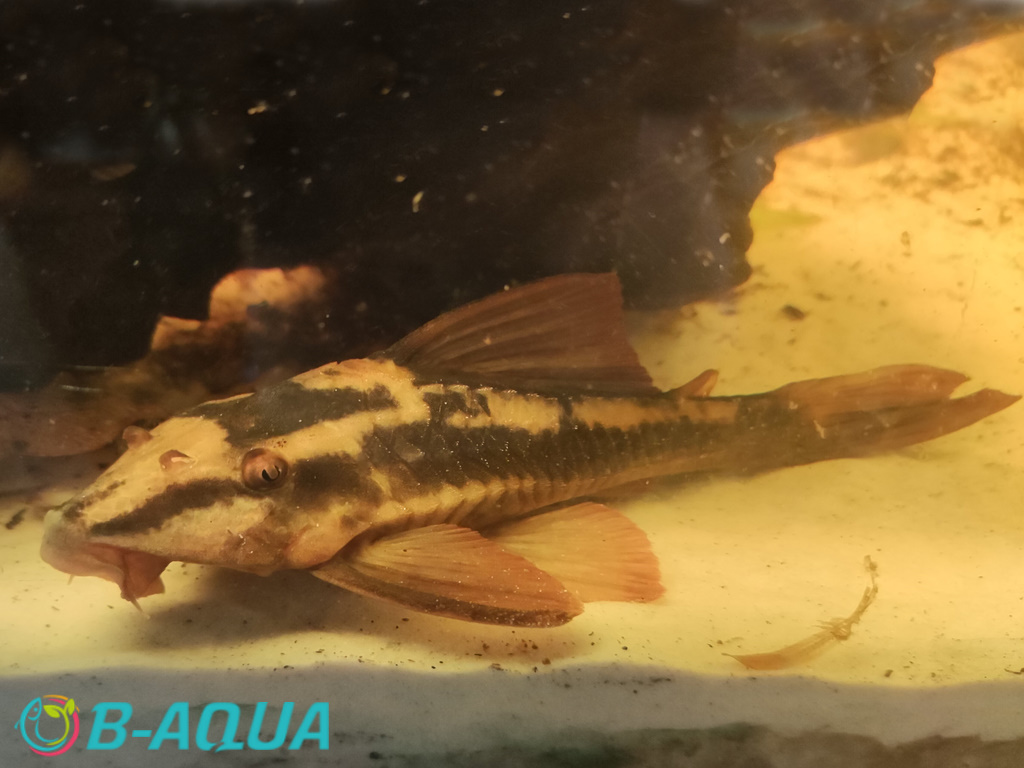 Hypostomus basilisko