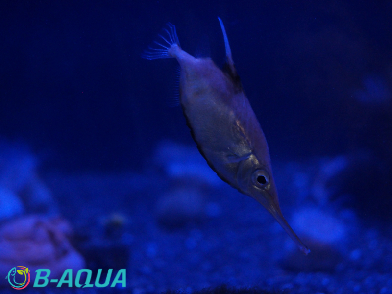 Macroramphosus scolopax