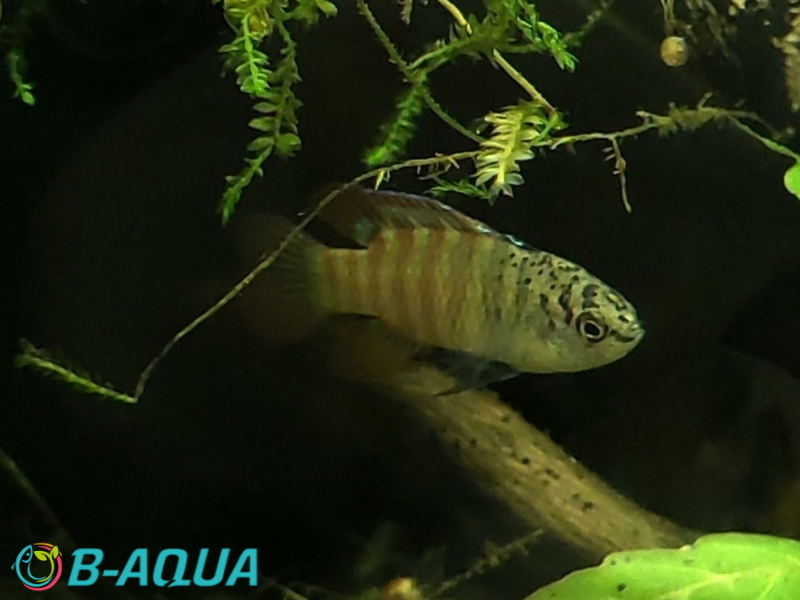 Dario sp. Myanmar