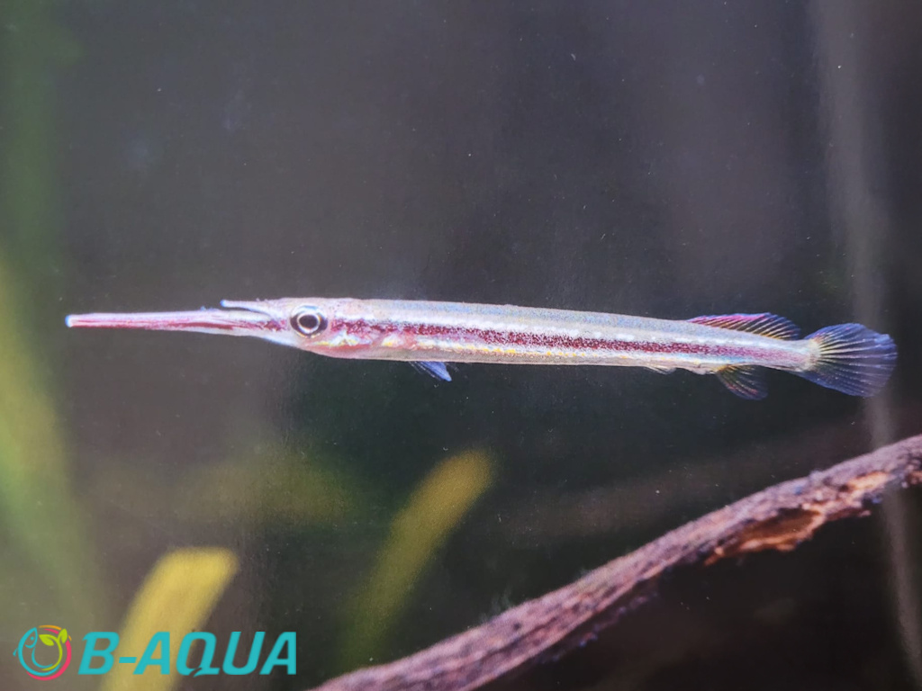 Hemirhamphodon tengah