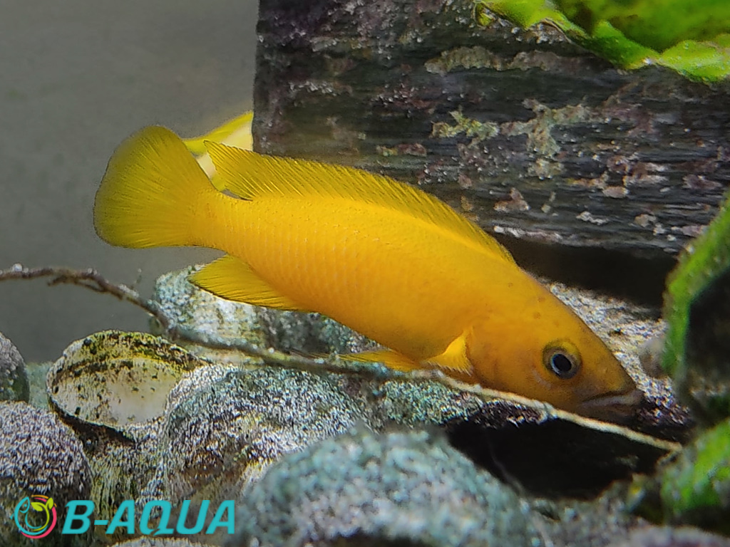 Neolamprologus longior