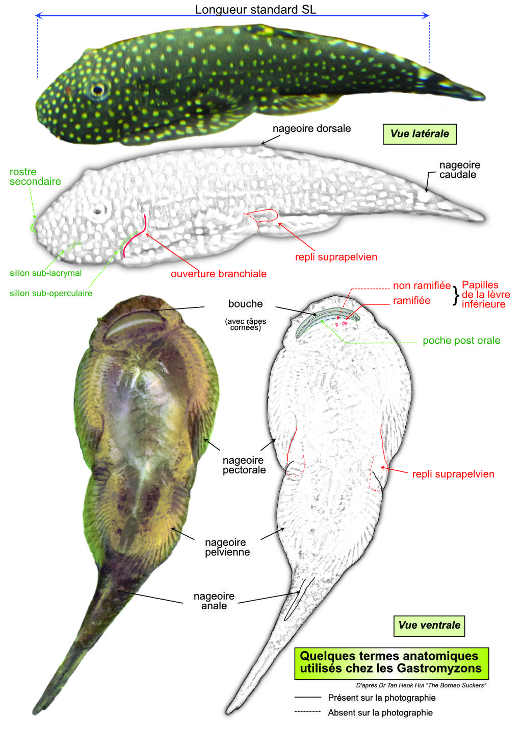 Gastromyzon scitulus